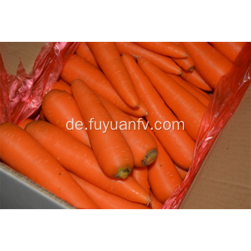 Frische Karotte Shandongs im Verkauf
